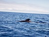 pozorovani_velryb_a_delfinu_madeira_spurek (2).jpg